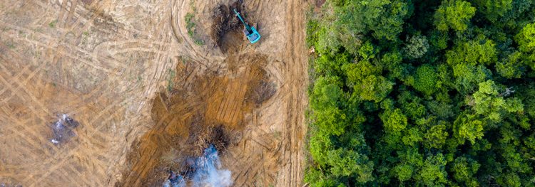 Study reveals scale of illegal soy and beef exports from Brazil to EU