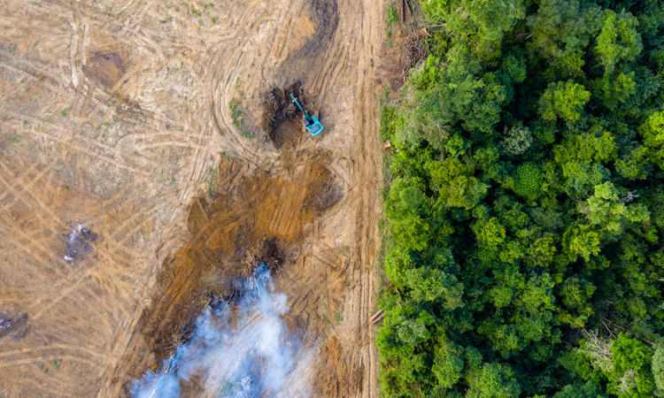 Study reveals scale of illegal soy and beef exports from Brazil to EU