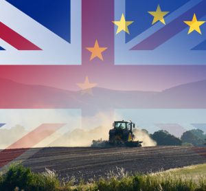 Coalition urges UK government to clarify Brexit trade and food standards