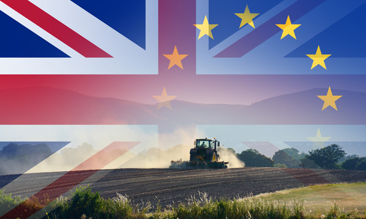 Coalition urges UK government to clarify Brexit trade and food standards