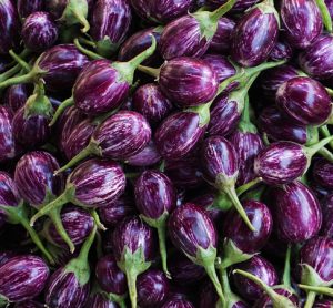 Breakthrough in Bangladesh genetically engineered aubergine market