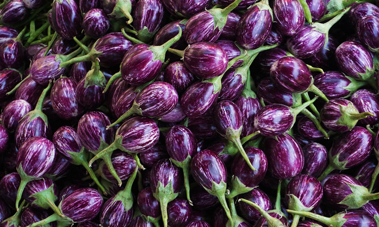 Breakthrough in Bangladesh genetically engineered aubergine market