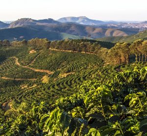 Brazil coffee farm