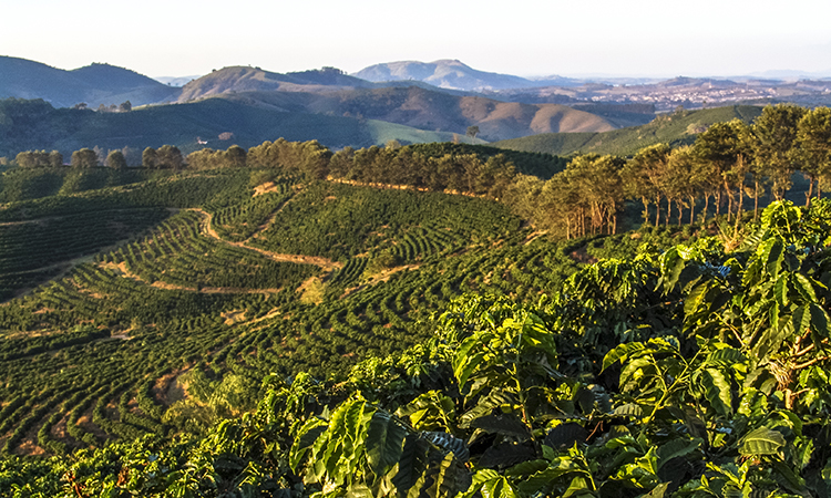 Brazil coffee farm