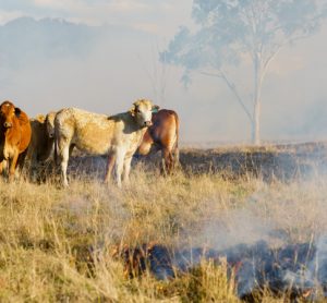 Food safety and shortage concerns rise as Australian bushfires continue