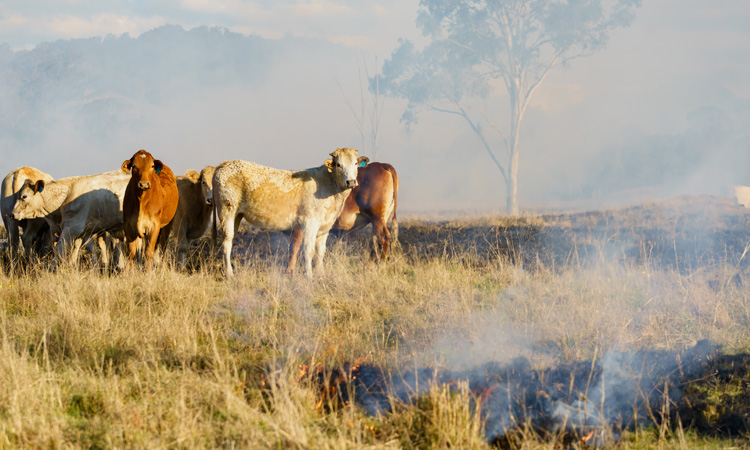 Food safety and shortage concerns rise as Australian bushfires continue