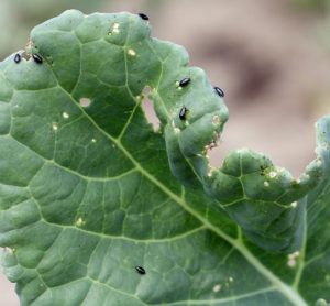Parasitic wasp discovery offers chemical-free pest control for crop growers