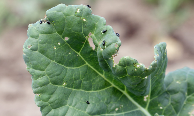 Parasitic wasp discovery offers chemical-free pest control for crop growers