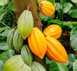 cacao