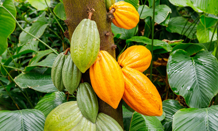 cacao
