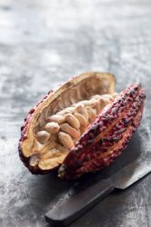 Cacao fruit with seeds inside