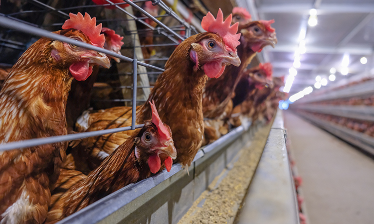 Scientists research how to end the caging of farm animals