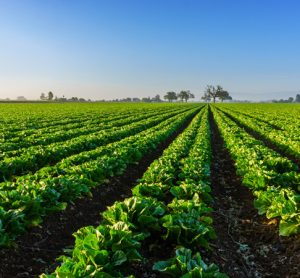 Study finds that one-third of California produce is left to rot