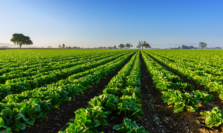 Study finds that one-third of California produce is left to rot