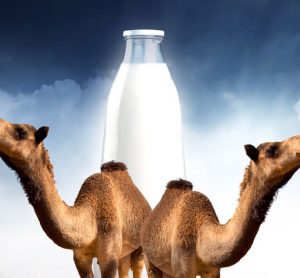 camel milk safer