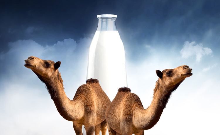 camel milk safer