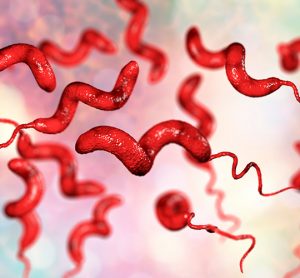 Campylobacter causes sickness in humans