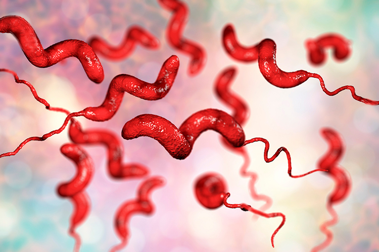 Campylobacter causes sickness in humans