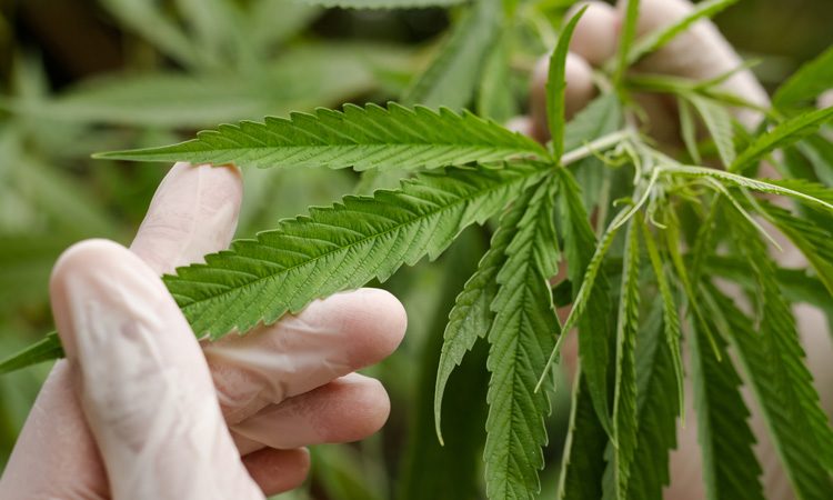 cannabis plant leaf