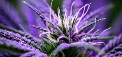 cannabis testing labs