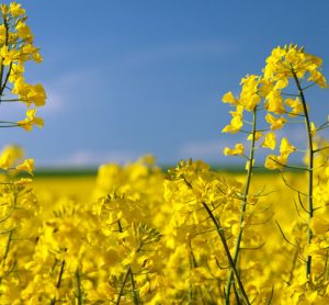 canola crop