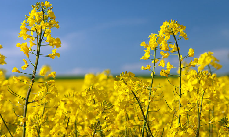 canola crop