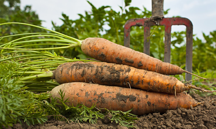 European Commission adopts new Farm to Fork Strategy