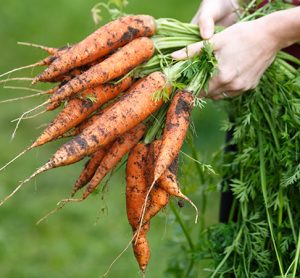 Sustainable farming methods will be developed by the partnership