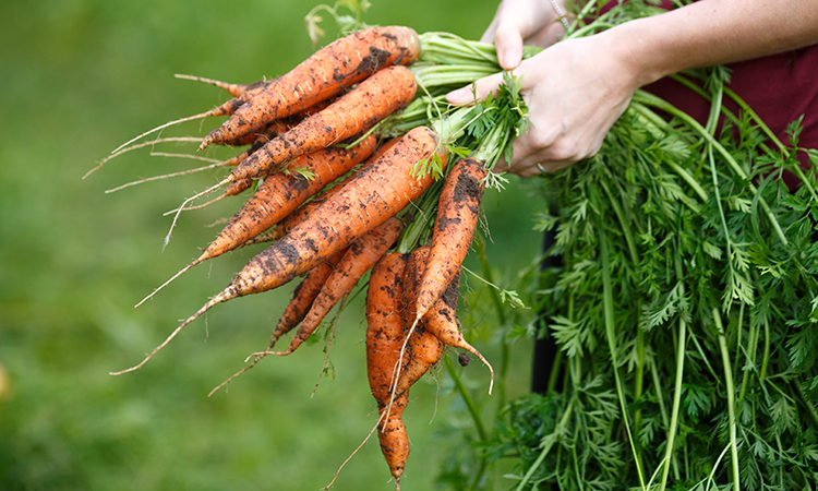 Sustainable farming methods will be developed by the partnership