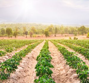 The power of cassava in the plant-based movement