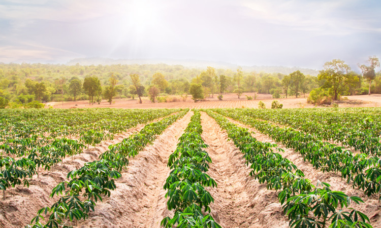 The power of cassava in the plant-based movement