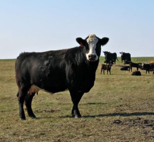 Common cattle feed ingredient tested safe for bull development