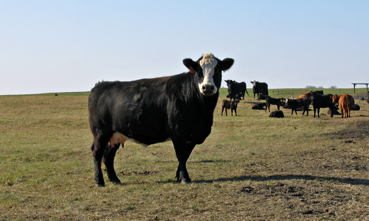 Common cattle feed ingredient tested safe for bull development