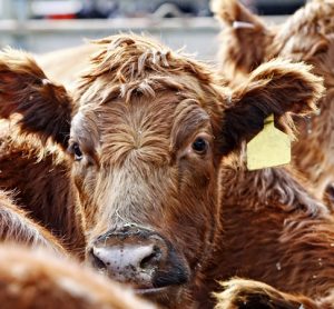 USDA urged to take steps to address coronavirus impact on cattle market