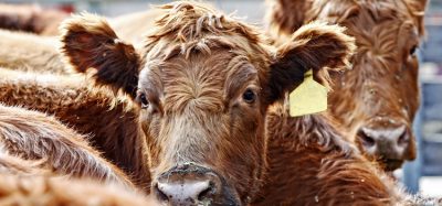 USDA urged to take steps to address coronavirus impact on cattle market