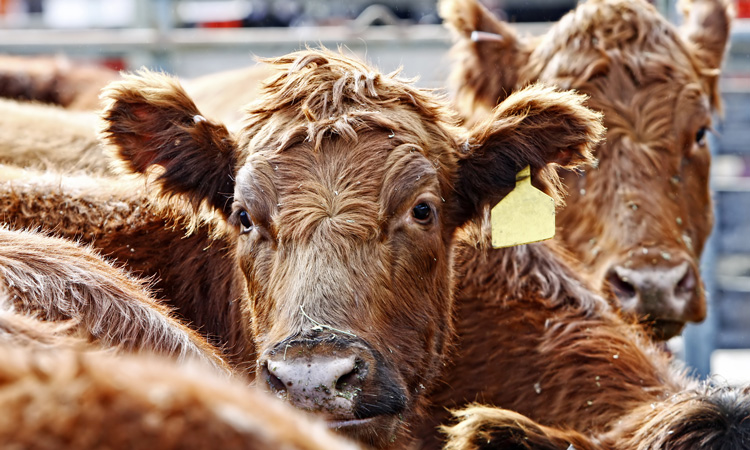 USDA urged to take steps to address coronavirus impact on cattle market