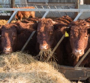 Researchers control cattle microbiome to reduce greenhouse gases