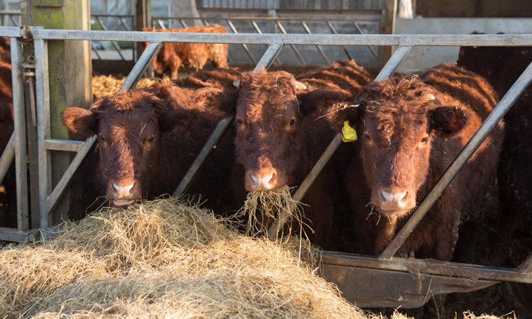 Researchers control cattle microbiome to reduce greenhouse gases