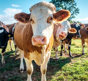 disease resistance in cattle