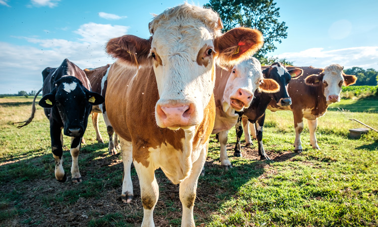 disease resistance in cattle