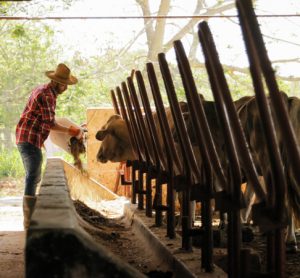 cattle farmer