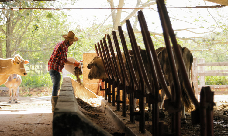 cattle farmer