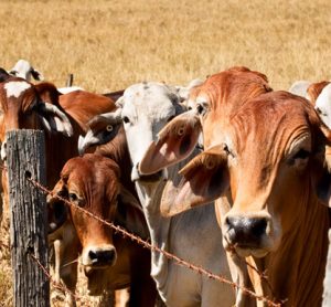 Cattle herd in field processing