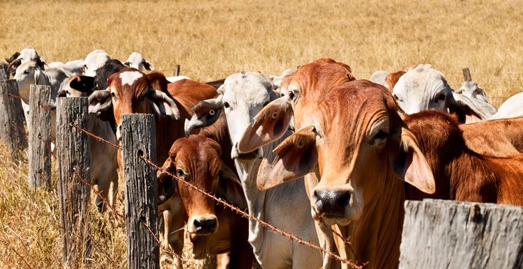 Cattle herd in field processing