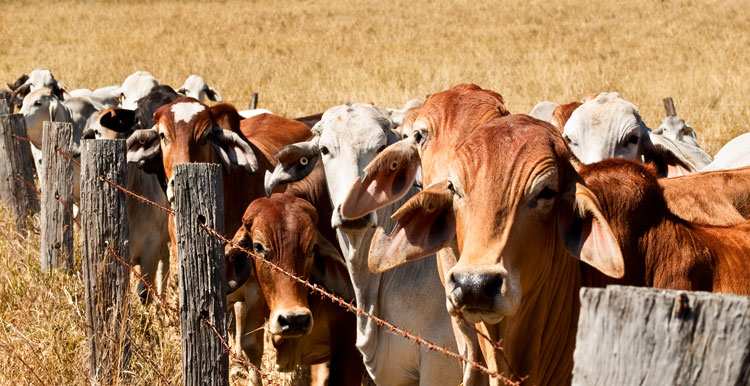 Cattle herd in field processing