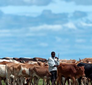 Cattle herded in the Masai Mara