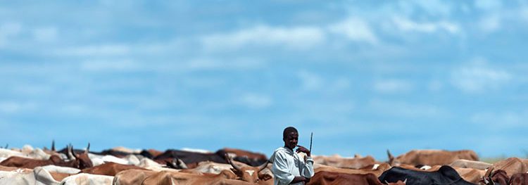 Cattle herded in the Masai Mara