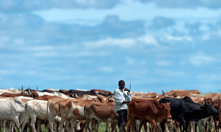 Cattle herded in the Masai Mara