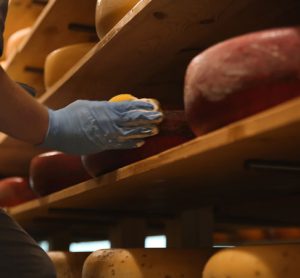 artisan cheesemakers