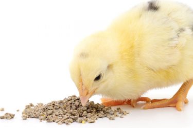 chick feeding 